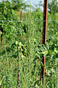 BUITEN BEELD Foto: 322811