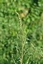 BUITEN BEELD Foto: 322816