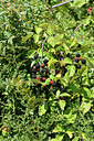 BUITEN BEELD Foto: 322831