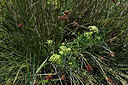 BUITEN BEELD Foto: 322836