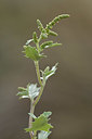BUITEN BEELD Foto: 322982