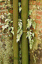 BUITEN BEELD Foto: 323024