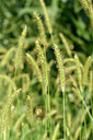 BUITEN BEELD Foto: 323047