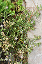 BUITEN BEELD Foto: 323162