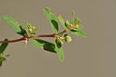 BUITEN BEELD Foto: 323205