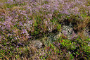 BUITEN BEELD Foto: 323265