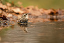 BUITEN BEELD Foto: 323409