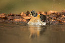 BUITEN BEELD Foto: 323421