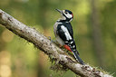BUITEN BEELD Foto: 323439