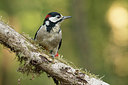 BUITEN BEELD Foto: 323440
