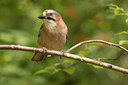 BUITEN BEELD Foto: 323445