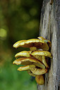 BUITEN BEELD Foto: 323495
