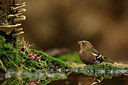 BUITEN BEELD Foto: 323522