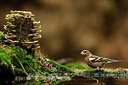 BUITEN BEELD Foto: 323523