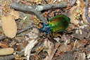 BUITEN BEELD Foto: 323551