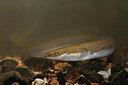 BUITEN BEELD Foto: 323635