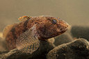 BUITEN BEELD Foto: 323641