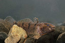 BUITEN BEELD Foto: 323652