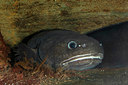 BUITEN BEELD Foto: 323664