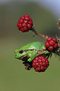 BUITEN BEELD Foto: 323672