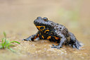 BUITEN BEELD Foto: 323684