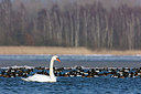 BUITEN BEELD Foto: 323707