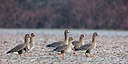 BUITEN BEELD Foto: 323708