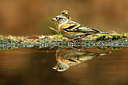 BUITEN BEELD Foto: 323734