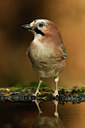 BUITEN BEELD Foto: 323743