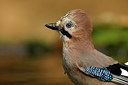BUITEN BEELD Foto: 323744
