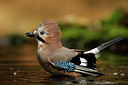 BUITEN BEELD Foto: 323745
