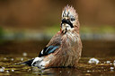 BUITEN BEELD Foto: 323746