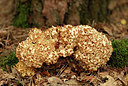 BUITEN BEELD Foto: 323771