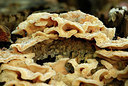 BUITEN BEELD Foto: 323799