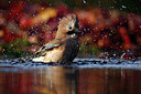 BUITEN BEELD Foto: 323811