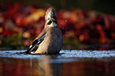 BUITEN BEELD Foto: 323812