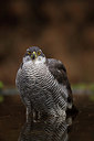 BUITEN BEELD Foto: 323821