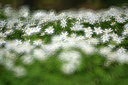 BUITEN BEELD Foto: 323880