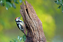 BUITEN BEELD Foto: 323970