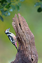 BUITEN BEELD Foto: 323971