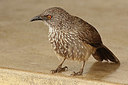 BUITEN BEELD Foto: 324060