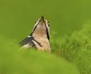 BUITEN BEELD Foto: 324100