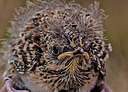 BUITEN BEELD Foto: 324112
