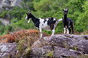 BUITEN BEELD Foto: 324153