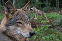 BUITEN BEELD Foto: 324163