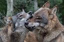 BUITEN BEELD Foto: 324164