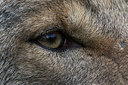 BUITEN BEELD Foto: 324167