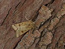BUITEN BEELD Foto: 324230