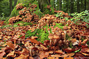 BUITEN BEELD Foto: 324249