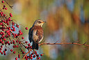 BUITEN BEELD Foto: 324295
